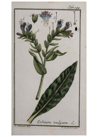 Reproducción/Reproduction 32237447587: Icones plantarum medicinalium.. Nürnberg :auf Kosten der Raspischen Buchhandlung,1779-1790. 