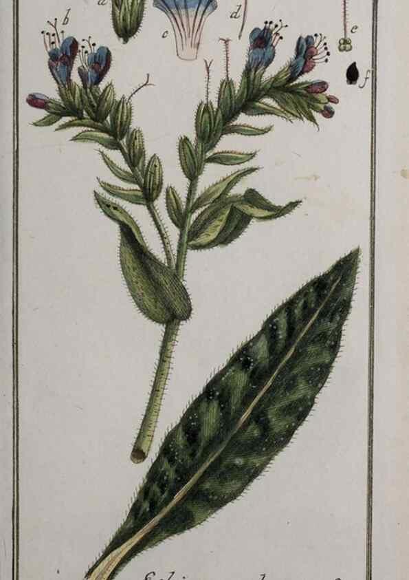 Reproducción/Reproduction 32237447587: Icones plantarum medicinalium.. Nürnberg :auf Kosten der Raspischen Buchhandlung,1779-1790. 