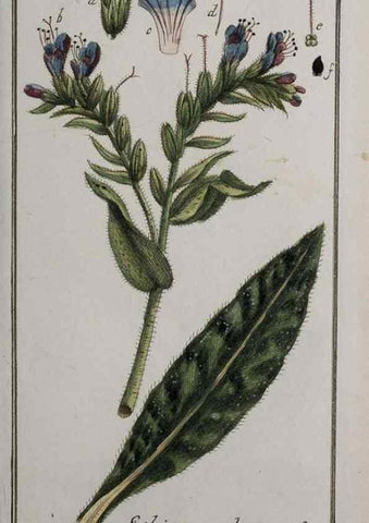 Reproducción/Reproduction 32237447587: Icones plantarum medicinalium.. Nürnberg :auf Kosten der Raspischen Buchhandlung,1779-1790. 