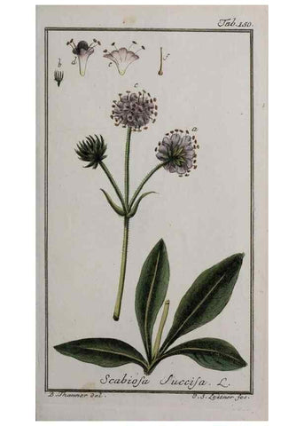 Reproducción/Reproduction 46455691984: Icones plantarum medicinalium.. Nürnberg :auf Kosten der Raspischen Buchhandlung,1779-1790. 