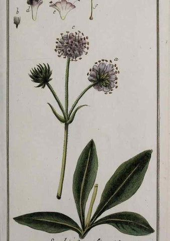 Reproducción/Reproduction 46455691984: Icones plantarum medicinalium.. Nürnberg :auf Kosten der Raspischen Buchhandlung,1779-1790. 