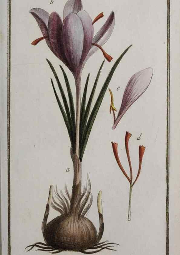 Reproducción/Reproduction 32237449567: Icones plantarum medicinalium.. Nürnberg :auf Kosten der Raspischen Buchhandlung,1779-1790. 