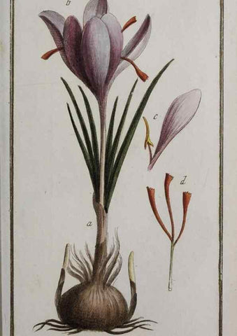Reproducción/Reproduction 32237449567: Icones plantarum medicinalium.. Nürnberg :auf Kosten der Raspischen Buchhandlung,1779-1790. 