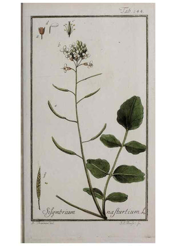 Reproducción/Reproduction 46455687864: Icones plantarum medicinalium.. Nürnberg :auf Kosten der Raspischen Buchhandlung,1779-1790. 