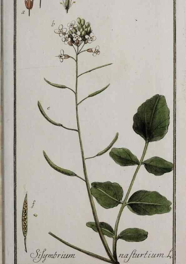 Reproducción/Reproduction 46455687864: Icones plantarum medicinalium.. Nürnberg :auf Kosten der Raspischen Buchhandlung,1779-1790. 