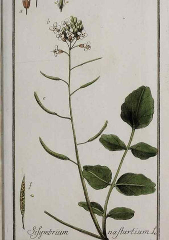 Reproducción/Reproduction 46455687864: Icones plantarum medicinalium.. Nürnberg :auf Kosten der Raspischen Buchhandlung,1779-1790. 