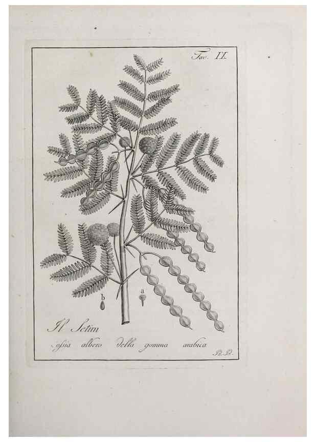 Reproducción/Reproduction 33406077138: Storia delle piante forastiere le più importanti nell'uso medico, od economico /. Milano :Nella stamperia di Giuseppe Marelli,1791-1794.. 