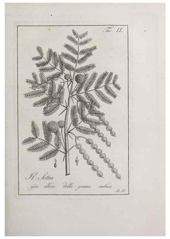 Reproducción/Reproduction 33406077138: Storia delle piante forastiere le più importanti nell'uso medico, od economico /. Milano :Nella stamperia di Giuseppe Marelli,1791-1794.. 