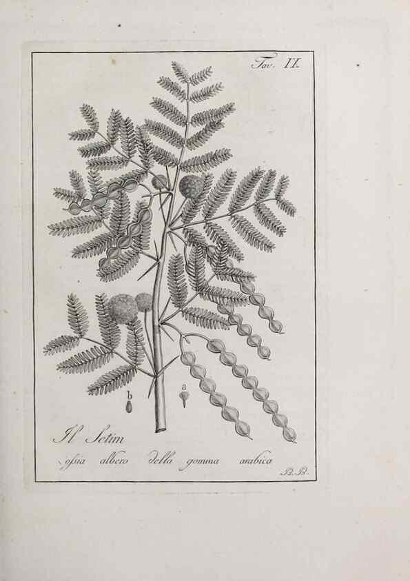 Reproducción/Reproduction 33406077138: Storia delle piante forastiere le più importanti nell'uso medico, od economico /. Milano :Nella stamperia di Giuseppe Marelli,1791-1794.. 