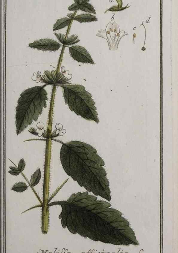 Reproducción/Reproduction 40214347183: Icones plantarum medicinalium.. Nürnberg :auf Kosten der Raspischen Buchhandlung,1779-1790. 