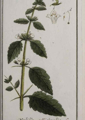 Reproducción/Reproduction 40214347183: Icones plantarum medicinalium.. Nürnberg :auf Kosten der Raspischen Buchhandlung,1779-1790. 