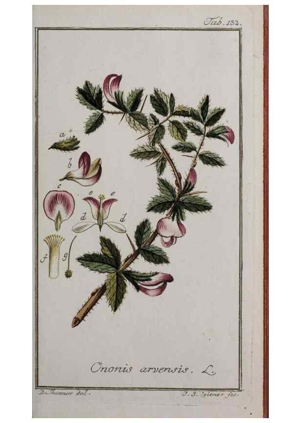 Reproducción/Reproduction 47127357892: Icones plantarum medicinalium.. Nürnberg :auf Kosten der Raspischen Buchhandlung,1779-1790. 