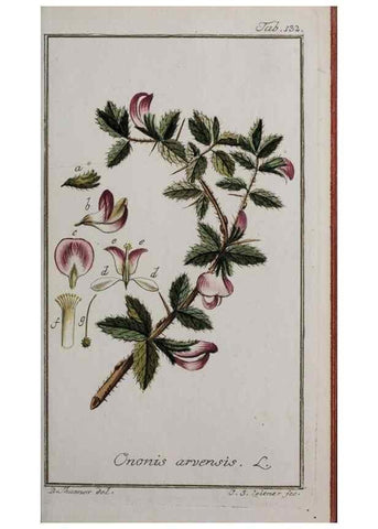 Reproducción/Reproduction 47127357892: Icones plantarum medicinalium.. Nürnberg :auf Kosten der Raspischen Buchhandlung,1779-1790. 