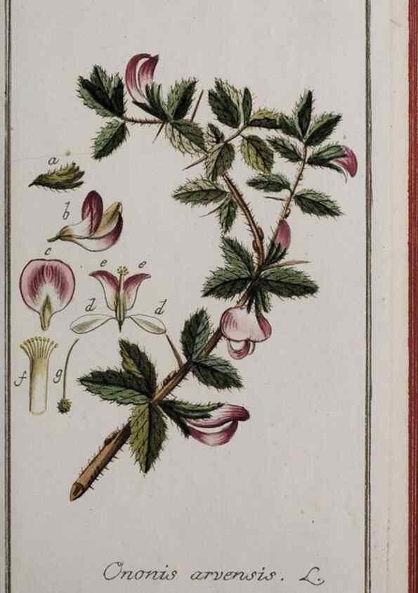 Reproducción/Reproduction 47127357892: Icones plantarum medicinalium.. Nürnberg :auf Kosten der Raspischen Buchhandlung,1779-1790. 