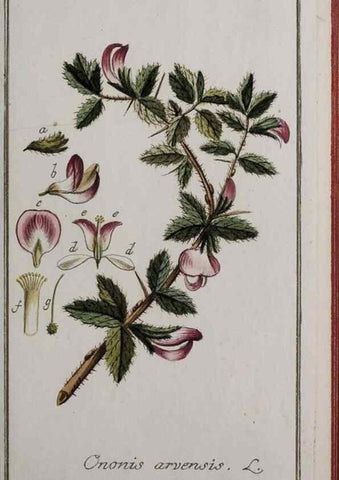 Reproducción/Reproduction 47127357892: Icones plantarum medicinalium.. Nürnberg :auf Kosten der Raspischen Buchhandlung,1779-1790. 