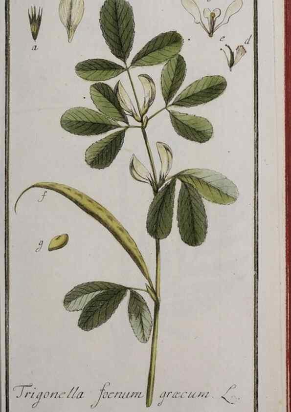 Reproducción/Reproduction 47179173471: Icones plantarum medicinalium.. Nürnberg :auf Kosten der Raspischen Buchhandlung,1779-1790. 
