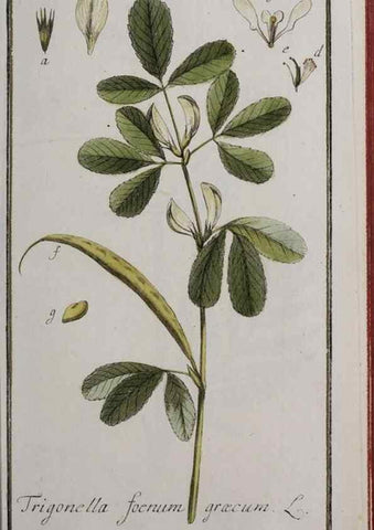 Reproducción/Reproduction 47179173471: Icones plantarum medicinalium.. Nürnberg :auf Kosten der Raspischen Buchhandlung,1779-1790. 