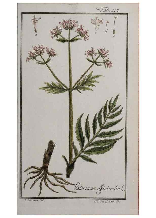 Reproducción/Reproduction 40214326693: Icones plantarum medicinalium.. Nürnberg :auf Kosten der Raspischen Buchhandlung,1779-1790. 