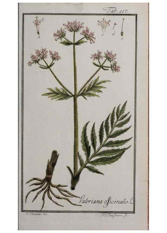 Reproducción/Reproduction 40214326693: Icones plantarum medicinalium.. Nürnberg :auf Kosten der Raspischen Buchhandlung,1779-1790. 