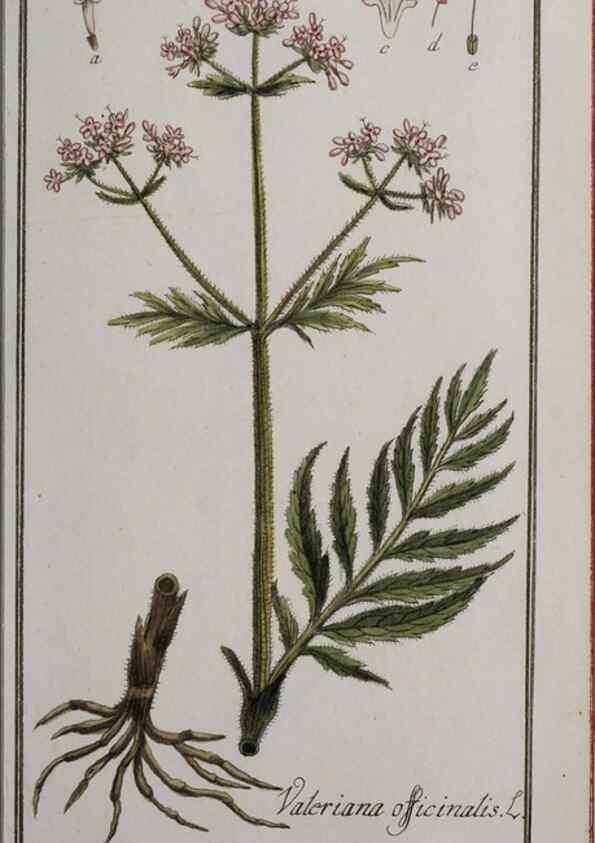 Reproducción/Reproduction 40214326693: Icones plantarum medicinalium.. Nürnberg :auf Kosten der Raspischen Buchhandlung,1779-1790. 