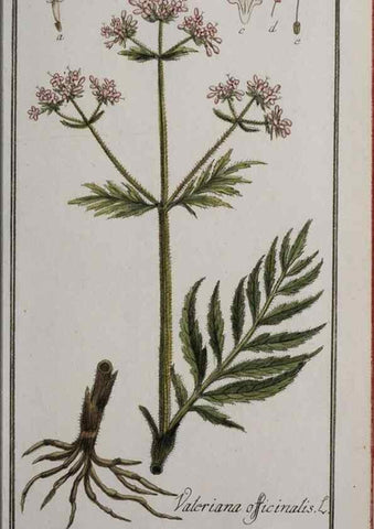 Reproducción/Reproduction 40214326693: Icones plantarum medicinalium.. Nürnberg :auf Kosten der Raspischen Buchhandlung,1779-1790. 