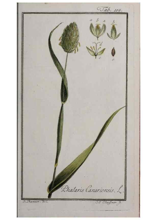 Reproducción/Reproduction 47179174701: Icones plantarum medicinalium.. Nürnberg :auf Kosten der Raspischen Buchhandlung,1779-1790. 