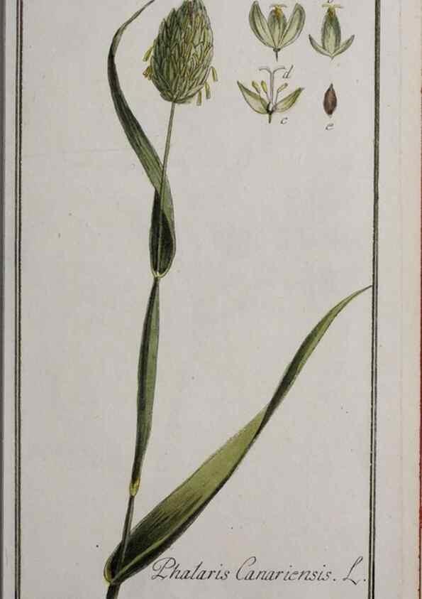 Reproducción/Reproduction 47179174701: Icones plantarum medicinalium.. Nürnberg :auf Kosten der Raspischen Buchhandlung,1779-1790. 