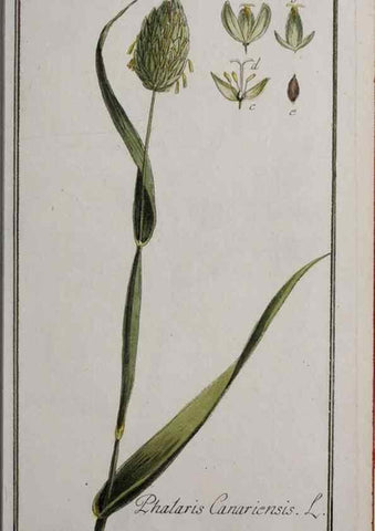 Reproducción/Reproduction 47179174701: Icones plantarum medicinalium.. Nürnberg :auf Kosten der Raspischen Buchhandlung,1779-1790. 