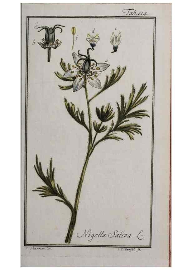 Reproducción/Reproduction 47127345122: Icones plantarum medicinalium.. Nürnberg :auf Kosten der Raspischen Buchhandlung,1779-1790. 