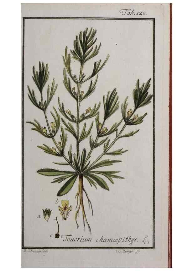 Reproducción/Reproduction 47179175641: Icones plantarum medicinalium.. Nürnberg :auf Kosten der Raspischen Buchhandlung,1779-1790. 