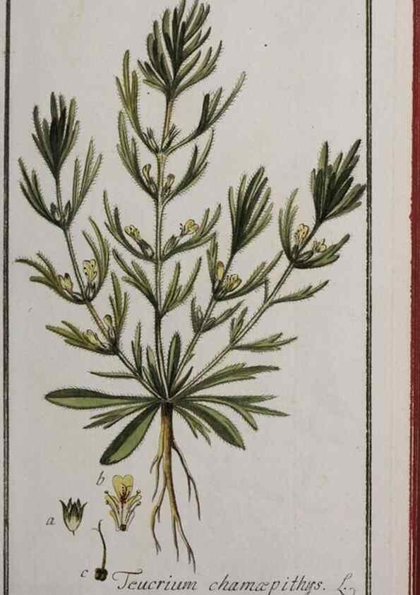 Reproducción/Reproduction 47179175641: Icones plantarum medicinalium.. Nürnberg :auf Kosten der Raspischen Buchhandlung,1779-1790. 