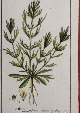 Reproducción/Reproduction 47179175641: Icones plantarum medicinalium.. Nürnberg :auf Kosten der Raspischen Buchhandlung,1779-1790. 