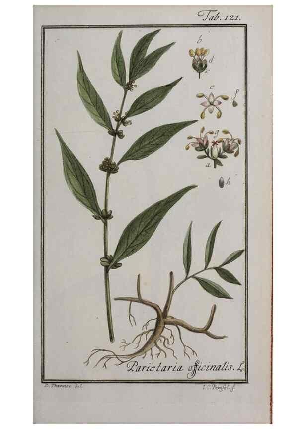 Reproducción/Reproduction 40214332673: Icones plantarum medicinalium.. Nürnberg :auf Kosten der Raspischen Buchhandlung,1779-1790. 