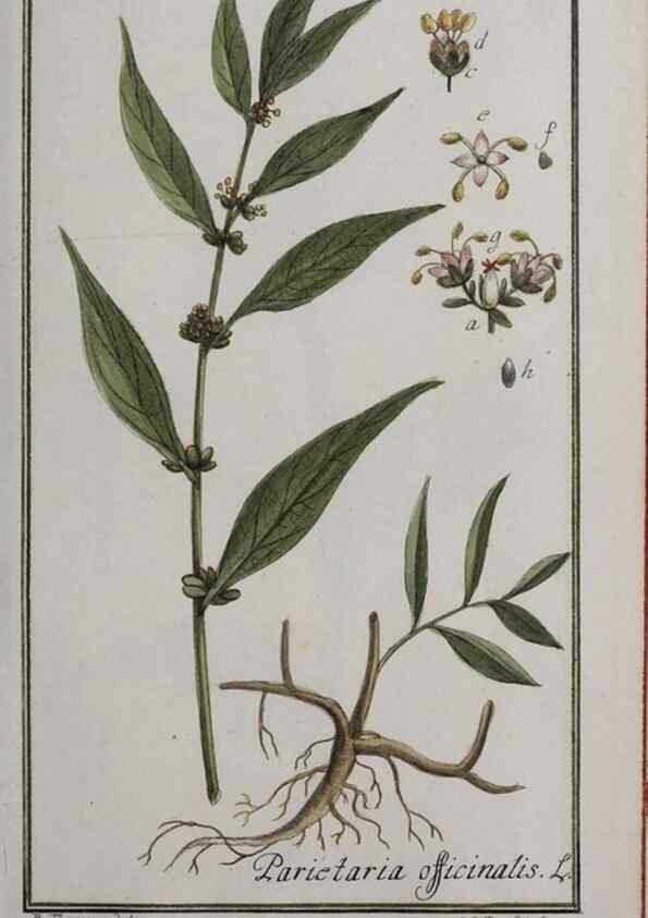 Reproducción/Reproduction 40214332673: Icones plantarum medicinalium.. Nürnberg :auf Kosten der Raspischen Buchhandlung,1779-1790. 