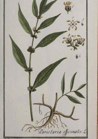 Reproducción/Reproduction 40214332673: Icones plantarum medicinalium.. Nürnberg :auf Kosten der Raspischen Buchhandlung,1779-1790. 