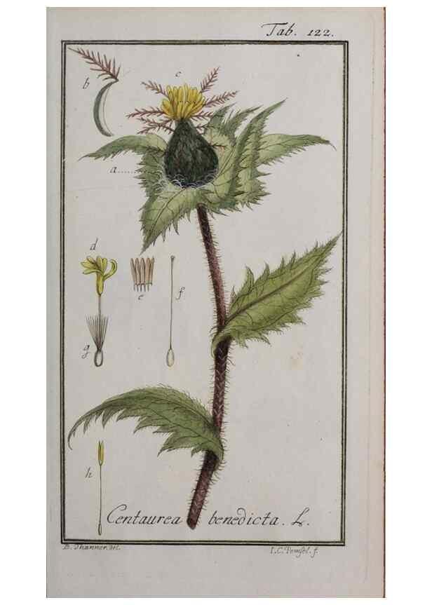 Reproducción/Reproduction 33303912338: Icones plantarum medicinalium.. Nürnberg :auf Kosten der Raspischen Buchhandlung,1779-1790. 