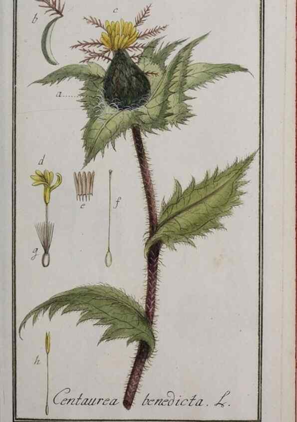 Reproducción/Reproduction 33303912338: Icones plantarum medicinalium.. Nürnberg :auf Kosten der Raspischen Buchhandlung,1779-1790. 