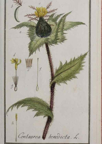 Reproducción/Reproduction 33303912338: Icones plantarum medicinalium.. Nürnberg :auf Kosten der Raspischen Buchhandlung,1779-1790. 