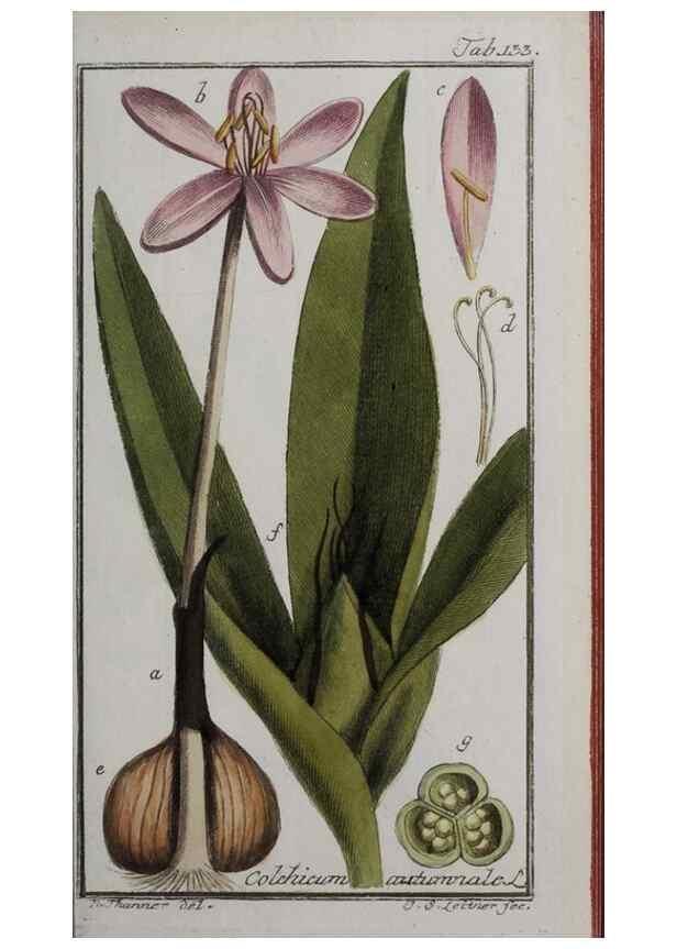 Reproducción/Reproduction 47127358802: Icones plantarum medicinalium.. Nürnberg :auf Kosten der Raspischen Buchhandlung,1779-1790. 