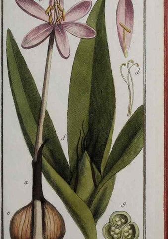 Reproducción/Reproduction 47127358802: Icones plantarum medicinalium.. Nürnberg :auf Kosten der Raspischen Buchhandlung,1779-1790. 