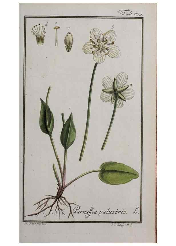 Reproducción/Reproduction 40214335013: Icones plantarum medicinalium.. Nürnberg :auf Kosten der Raspischen Buchhandlung,1779-1790. 