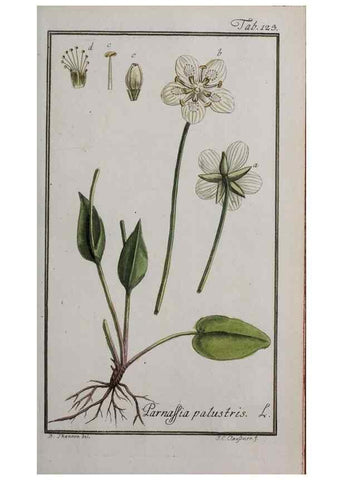 Reproducción/Reproduction 40214335013: Icones plantarum medicinalium.. Nürnberg :auf Kosten der Raspischen Buchhandlung,1779-1790. 