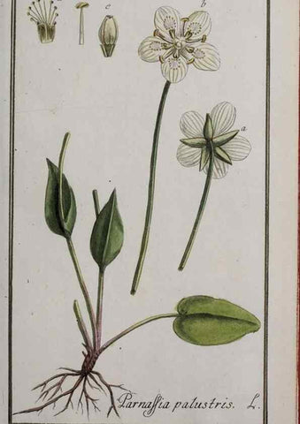 Reproducción/Reproduction 40214335013: Icones plantarum medicinalium.. Nürnberg :auf Kosten der Raspischen Buchhandlung,1779-1790. 