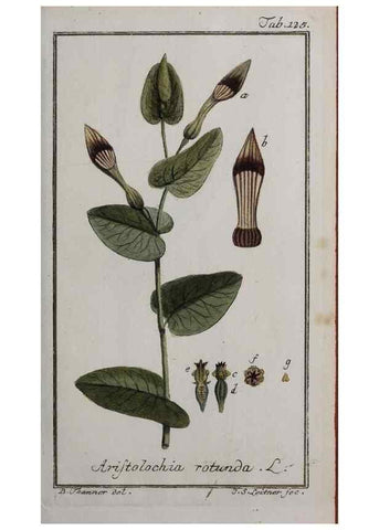 Reproducción/Reproduction 33303914838: Icones plantarum medicinalium.. Nürnberg :auf Kosten der Raspischen Buchhandlung,1779-1790. 