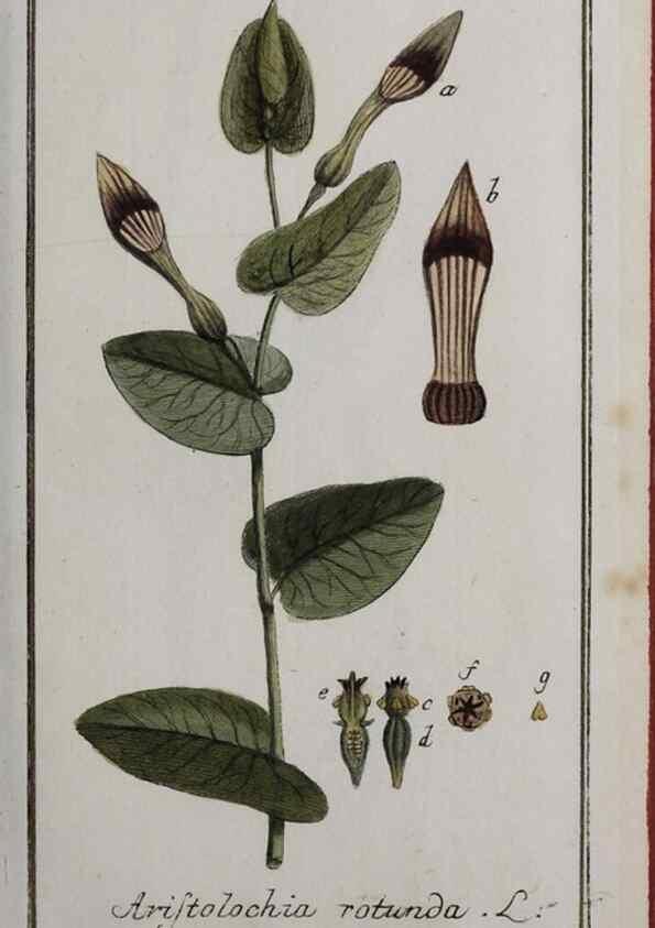 Reproducción/Reproduction 33303914838: Icones plantarum medicinalium.. Nürnberg :auf Kosten der Raspischen Buchhandlung,1779-1790. 