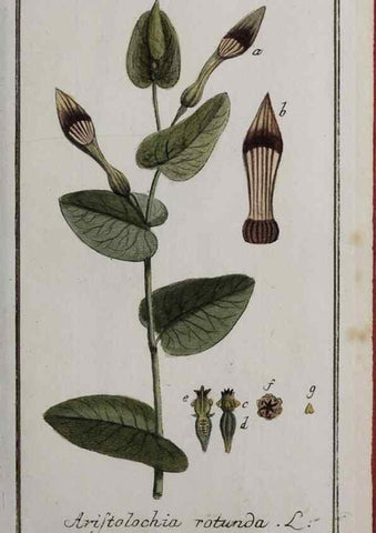 Reproducción/Reproduction 33303914838: Icones plantarum medicinalium.. Nürnberg :auf Kosten der Raspischen Buchhandlung,1779-1790. 