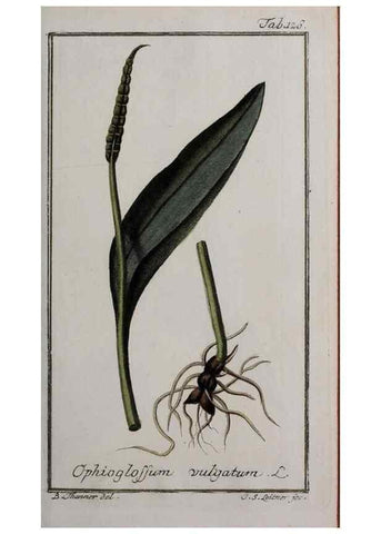 Reproducción/Reproduction 32237423837: Icones plantarum medicinalium.. Nürnberg :auf Kosten der Raspischen Buchhandlung,1779-1790. 