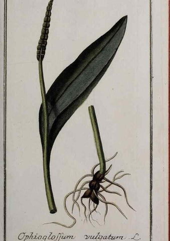 Reproducción/Reproduction 32237423837: Icones plantarum medicinalium.. Nürnberg :auf Kosten der Raspischen Buchhandlung,1779-1790. 