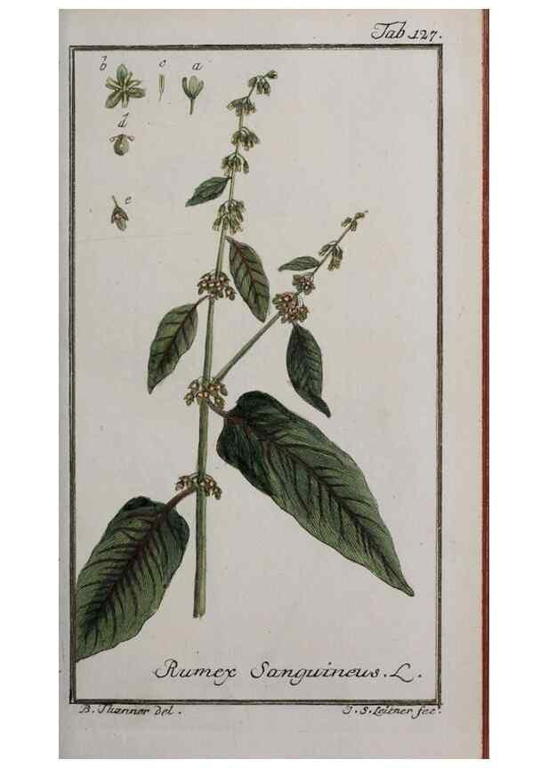 Reproducción/Reproduction 33303917598: Icones plantarum medicinalium.. Nürnberg :auf Kosten der Raspischen Buchhandlung,1779-1790. 