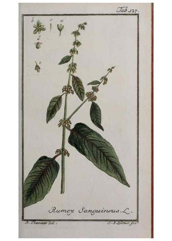 Reproducción/Reproduction 33303917598: Icones plantarum medicinalium.. Nürnberg :auf Kosten der Raspischen Buchhandlung,1779-1790. 